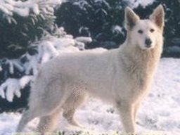 cheyenne_20211128_1243401177
